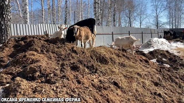 Меняем глубокую подстилку свиноматкам / Мои тёлочки растут Влог от 27.03.21 смотреть онлайн