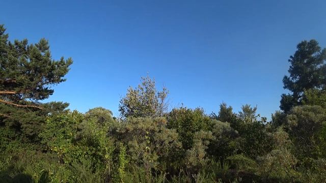 Сосна под луной днём в окружении ягодных растений летом 2021 года смотреть онлайн