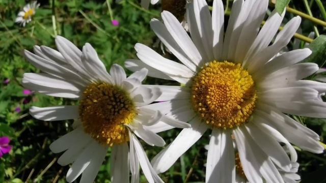 Дневник приёмной мамы/Обзор. смотреть онлайн