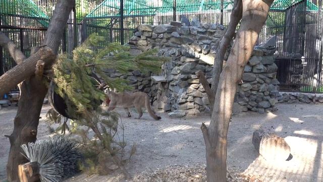 Пума Эри с конусом. 20.06.2024 смотреть онлайн