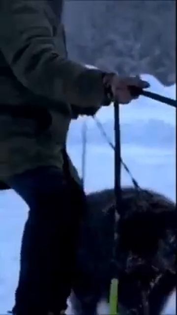 МЕДВЕДИ ПОЧТИ ЗАВАЛИЛИ ЮЖНОГО ГОСТЯ смотреть онлайн