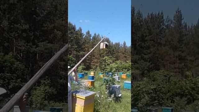 Рой пчел. смотреть онлайн