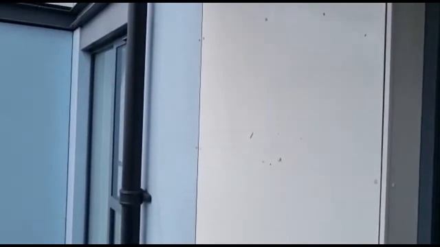 PestWatch July - Cleaning Pigeon Mess on a Balcony 🐦🤢💩 смотреть онлайн