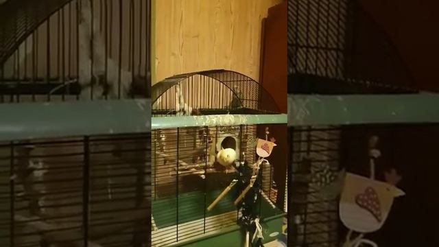 Красивые ухаживания попугая годовалого самца Кореллы "Жоры" за 3-х годовалой самкой "Коко"... смотреть онлайн