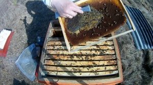 Пчёлы весной. Как дать старт развитию. Итоги зимовки на сетке.