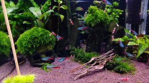 Аквариум "Череп"