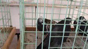 Продажа с аукциона 30 николаевских голубей с Шахтерского голубедрома! Союз голубеводов Донбасса.