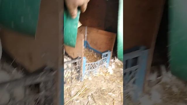 Две утки в одном гнезде. смотреть онлайн