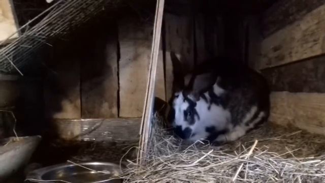 Крольчатник. Остатки малыша. Часть 2. смотреть онлайн
