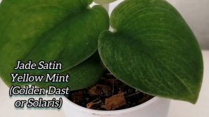 СЦИНДАПСУСЫ: полный обзор моей КОЛЛЕКЦИИ . Более 40 СОРТОВ - так МНОГО красоты в ОДНОМ видео.