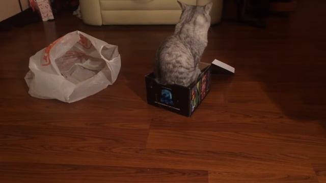 Кот, коробка и пакет смотреть онлайн