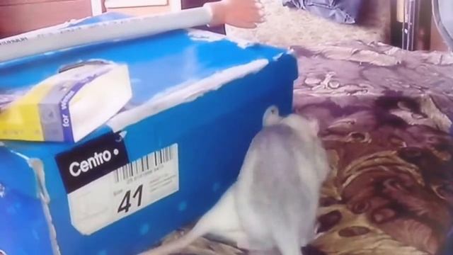 Наши девчонки. Автокреатив. смотреть онлайн