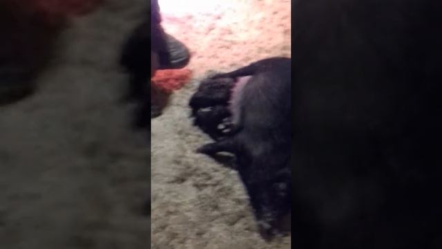 Первые роды нашой свинки . смотреть онлайн