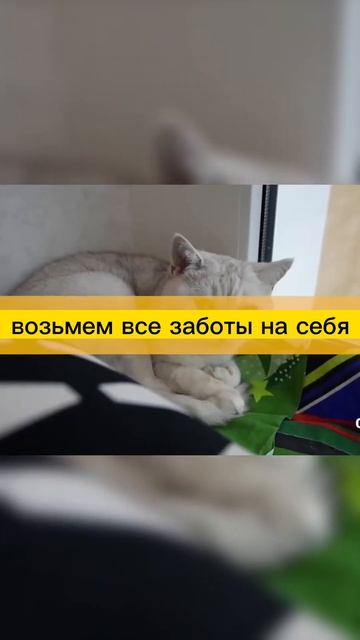 Ремонт без головной боли: отзывы клиентов #дача #двери #декор #дизайн #дизайнер #дизайнинтерьера смотреть онлайн