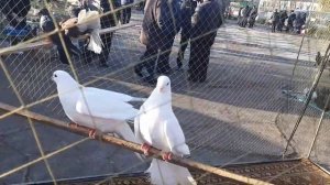 Цены на голубей из Красного Луча, Енакиево, Горловки на ярмарке в Шахтерске. Николаевские голуби. 鸽子