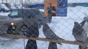 Мариупольские из Каменоломни, кировоградские из Сальска на ярмарке голубей в Ростове на Дону. Pigeon