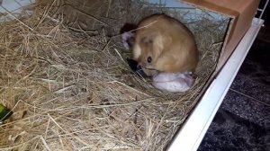 Роды морской свинки