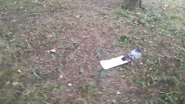 Голубь с мантией смотреть онлайн