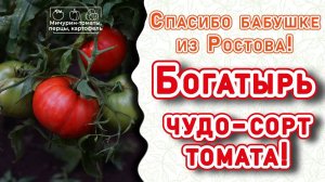 Старинный, очень вкусный томат Богатырь + природные биопрепараты. Мичурин-томаты, Елена Храмушина
