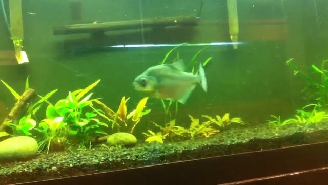 Greasy the Black Piranha from Peru смотреть онлайн