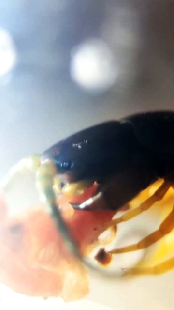 Cколопендра ест мясо смотреть онлайн