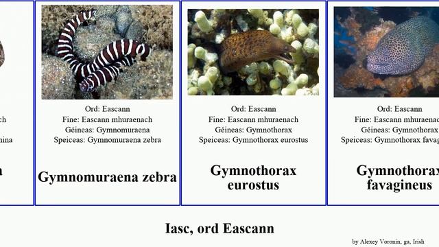 Iasc, ord Eascann gymnothorax conger anguilla enchelycore fish helena zebra savanna boro australis смотреть онлайн