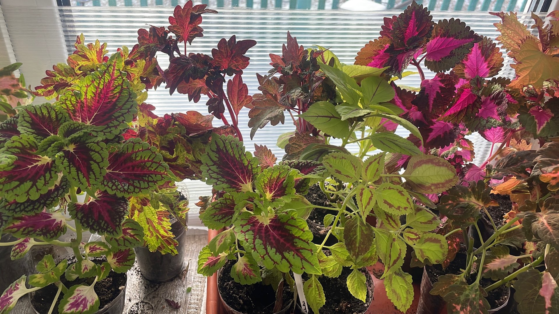 Нужна ли подсветка Колеусам, при коротком световом дне? смотреть онлайн