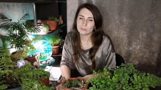 ПАПОРОТНИКИ бывают разные! Делюсь СЕКРЕТАМИ ухода!