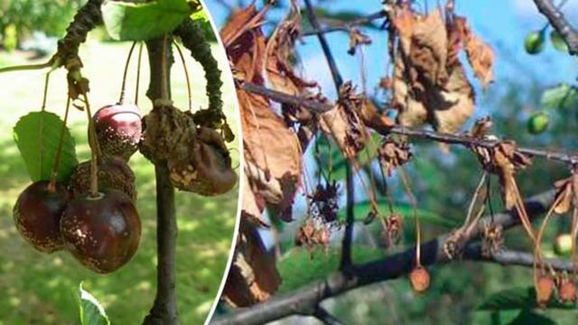 Как лечить монилиоз вишни смотреть онлайн