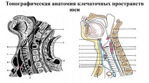 Клетчаточные пространства шеи