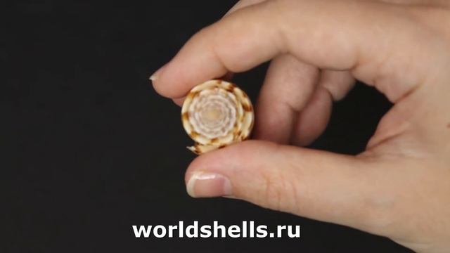 Конус претиосус (Conus pretiosus) 6 см смотреть онлайн