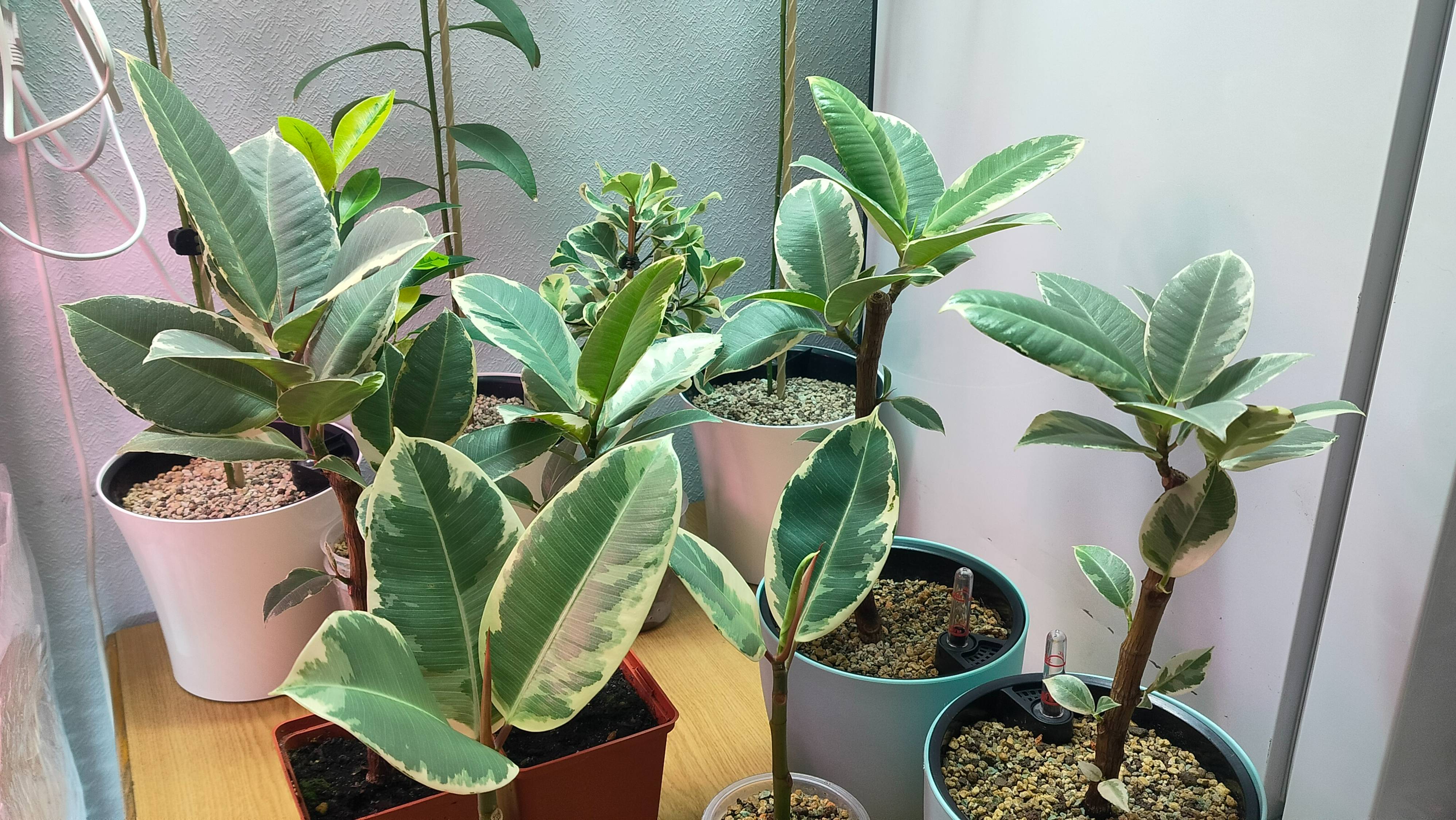 🔴ФИКУС ТЕНИКЕ на АВТОПОЛИВЕ и ГРУНТЕ. !!! РАЗНИЦА И ТОНКОСТИ!!! смотреть онлайн