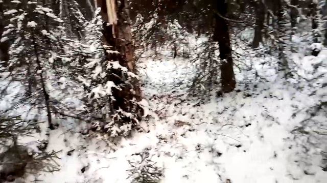 НОЧЁВКА В ЛЕСУ С ПАЛАТКОЙ.