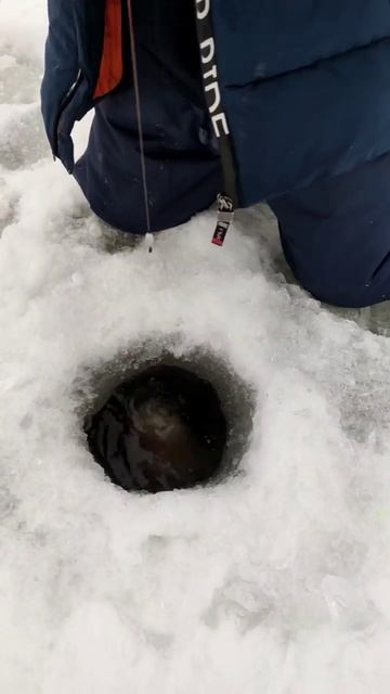 Форелевая рыбалка зимой с детьми смотреть онлайн