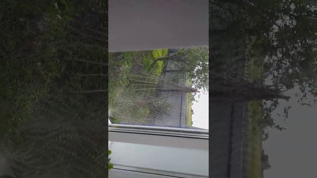 Жарю котлеты.С картошкой покончено. смотреть онлайн