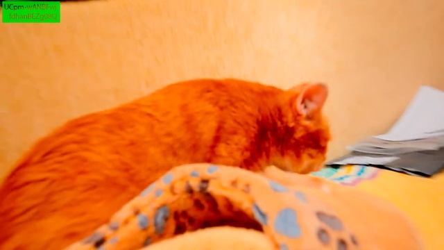 Распаковка посылки из Китая с AliExpress для кошек смотреть онлайн