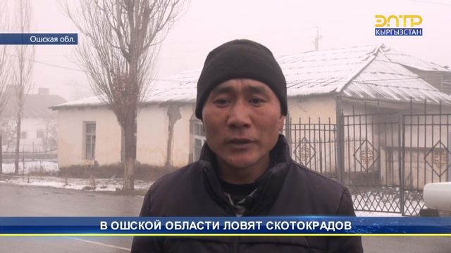 В ОШСКОЙ ОБЛАСТИ ЛОВЯТ СКОТОКРАДОВ смотреть онлайн