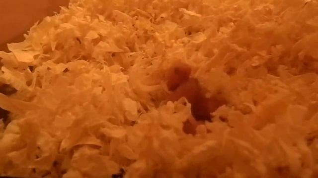 У нашых хомьяков теперь есть маленькие дети смотреть онлайн