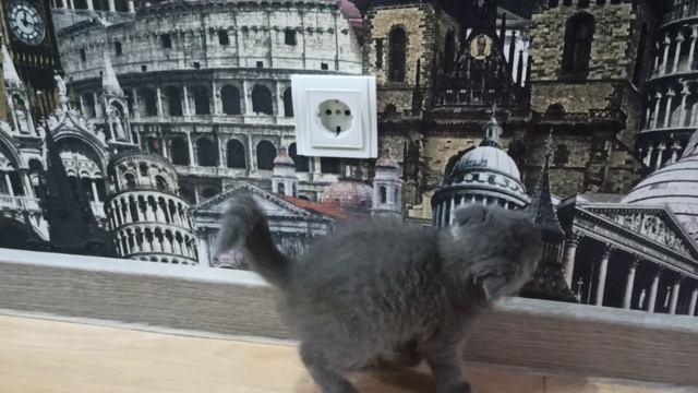 Опасна ли открытая розетка? (архивы) / A cat and an electrical outlet. смотреть онлайн