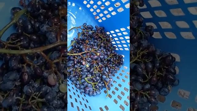 Мойка винограда Картером ))) смотреть онлайн