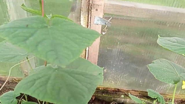 #РАННИЕ ОГУРЦЫ#высадка в грунт# смотреть онлайн