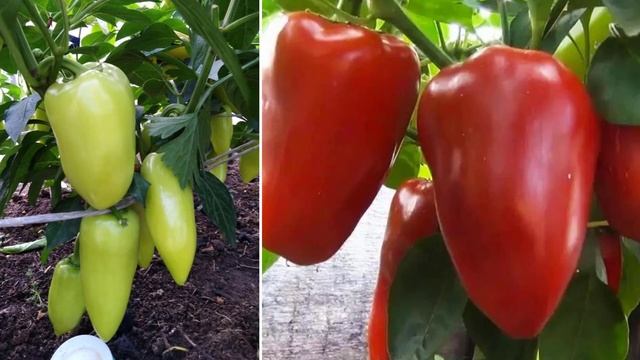 Перец сорта Ласточка смотреть онлайн