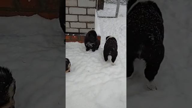 Щенки 1 мес смотреть онлайн