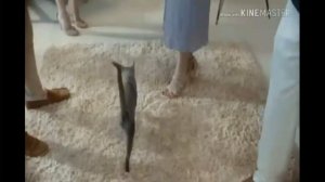 RYTP по рекламе Sheba.