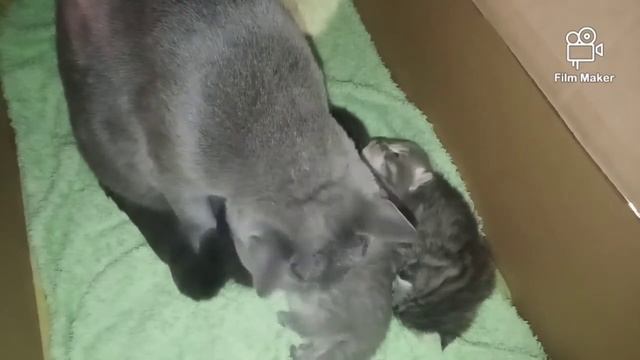 дневник шотландских котят 😻 день 14 смотреть онлайн