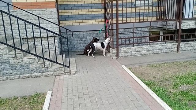 Две бойцовские собаки расплакались от того, что хозяйка оставила их на одну минуту смотреть онлайн