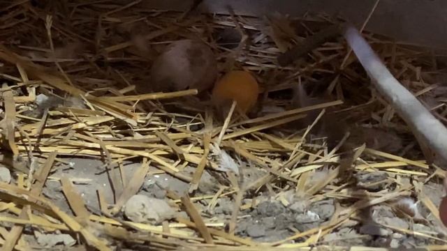 Переселенцы. Условия жизни. смотреть онлайн