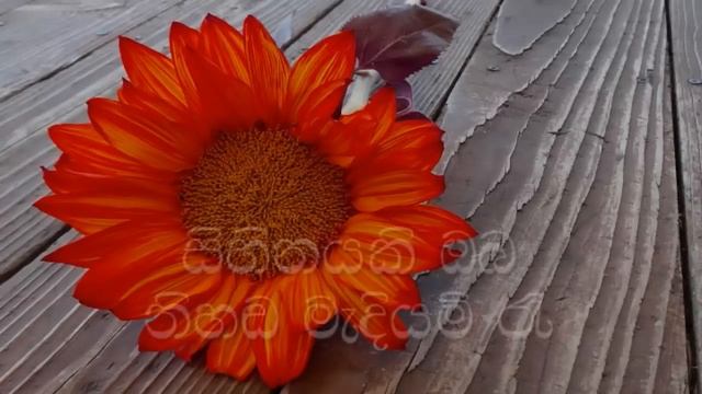 Sihinayaki Oba Karaoke (without voice) සිහිනයකි ඔබ නිහඬ මැදියම් රෑ смотреть онлайн