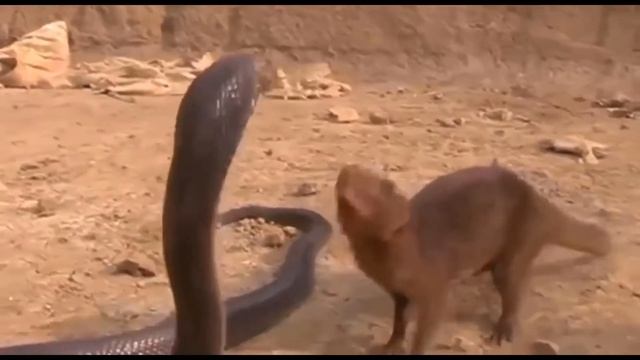 #KiNg COBRA VS MONGOOSE |New Nepali video смотреть онлайн