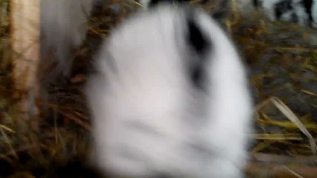 Маленькие зайчики смотреть онлайн